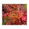 Sorbus commixta 'Embley' | Japanese Rowan Tree -June Plants Sales Store PL923116 main image ea17