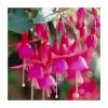 Fuchsia 'Beacon' | 3L Pot 1 Fuchsia 'Beacon' | 3L Pot -June Plants Sales Store PL923422 main image 3839