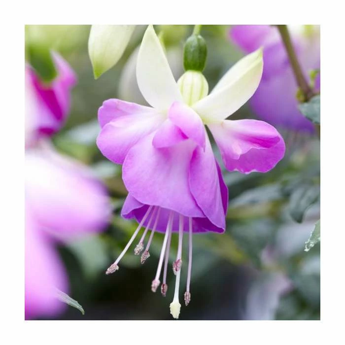 Fuchsia 'Delta Sarah' | 3L Pot 3 Fuchsia 'Delta Sarah' | 3L Pot