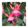 Fuchsia 'Display' | 3L Pot -June Plants Sales Store PL923424 main image 5dd5