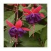 Fuchsia 'Dollar Princess' | 3L Pot 2 Fuchsia 'Dollar Princess' | 3L Pot -June Plants Sales Store PL923425 main image 7839