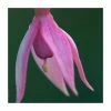 Fuchsia 'Garden News' | 3L Pot -June Plants Sales Store PL923426 main image 725d