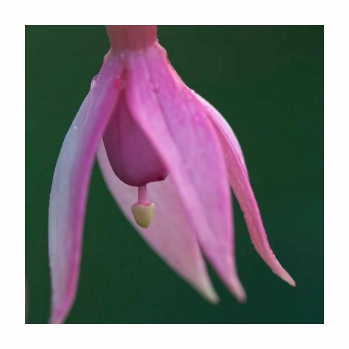 Fuchsia 'Garden News' | 3L Pot 3 Fuchsia 'Garden News' | 3L Pot