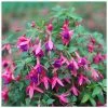 Fuchsia 'Tom Thumb' | 3L Pots -June Plants Sales Store PL923429 main image bc3b