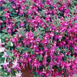 Fuchsia 'Tom Thumb' | 3L Pots -June Plants Sales Store PL923429 rollover image 0d14