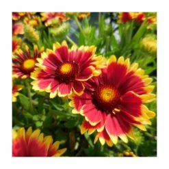 Gaillardia 'Sunset Cutie' | 3L Pot