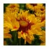 Gaillardia 'Sunset Sunrise' | 3L Pot -June Plants Sales Store PL923433 main image dc2b