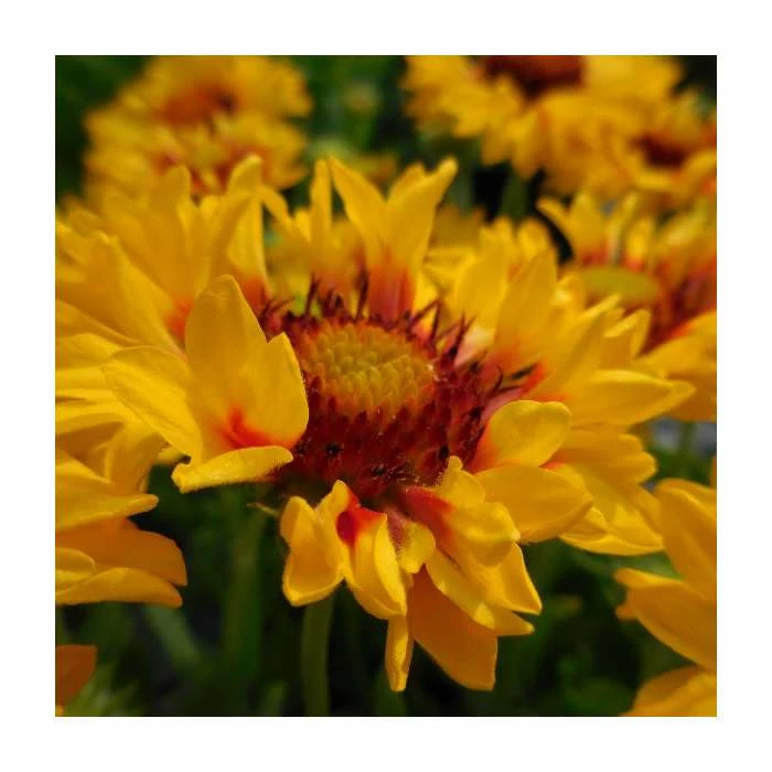 Gaillardia 'Sunset Sunrise' | 3L Pot 3 Gaillardia 'Sunset Sunrise' | 3L Pot