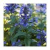 Nepeta 'Neptune' | 3L Pot 2 Nepeta 'Neptune' | 3L Pot -June Plants Sales Store PL923449 main image cb6b
