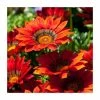Gazania 'Big Kiss Red' | 2L Pot 1 Gazania 'Big Kiss Red' | 2L Pot -June Plants Sales Store PL923463 main image 9920