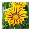 Gazania 'Big Kiss Yellow Flame' | 2L Pot -June Plants Sales Store PL923464 main image 1be3
