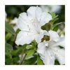15cm White Evergreen Azalea | Rhododendron | 9cm Pot 2 15cm White Evergreen Azalea | Rhododendron | 9cm Pot -June Plants Sales Store PL9239035 main image 90fc