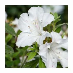 15cm White Evergreen Azalea | Rhododendron | 9cm Pot