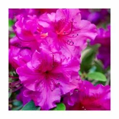 10 - 15cm Rhododendron (Evergreen Azalea) 'Purple' | 9cm Pot