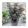 15 - 20cm Sambucus nigra 'Black Tower' | 9cm Pot -June Plants Sales Store PL9239064 main image df90