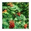 Sorbus aucuparia | Rowan Tree 2 Sorbus aucuparia | Rowan Tree -June Plants Sales Store PL9239066 main image e4c7
