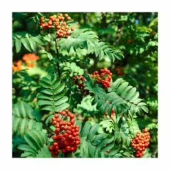 Sorbus aucuparia | Rowan Tree