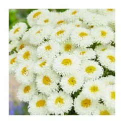 Leucanthemum superbum 'Engelina' | Shasta Daisy | 3L Pot