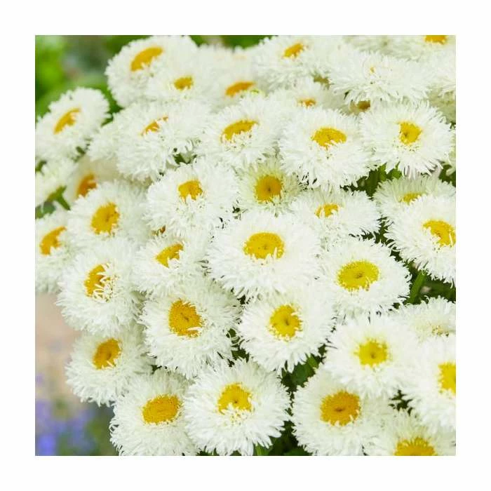 Leucanthemum superbum 'Engelina' | Shasta Daisy | 3L Pot 3 Leucanthemum superbum 'Engelina' | Shasta Daisy | 3L Pot