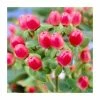 15 - 20cm Hypericum x inodorum (Magical Red Flame) | St. John's Wort | 9cm Pot -June Plants Sales Store PL9239107 main image e253