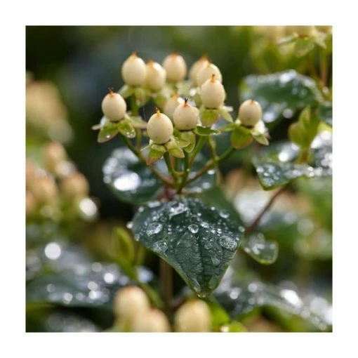 15 - 20cm Hypericum x inodorum (Magical Sunshine) | St. John's Wort | 9cm Pot 4 15 - 20cm Hypericum x inodorum (Magical Sunshine) | St. John's Wort | 9cm Pot -June Plants Sales Store PL9239108 main image c83a