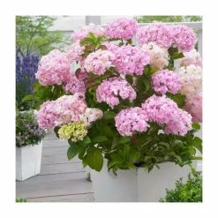 10 - 15cm Hydrangea macrophylla 'Kazan' | 9cm Pot -June Plants Sales Store PL9239121 add image 1 95a2