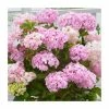 10 - 15cm Hydrangea macrophylla 'Kazan' | 9cm Pot -June Plants Sales Store PL9239121 main image 9bf5