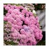 10 - 15cm Hydrangea macrophylla DOLCE (R) FRANCE | 9cm Pot -June Plants Sales Store PL9239122 main image d4ff