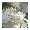 10 - 15cm Hydrangea paniculata 'Phantom' | 9cm Pot -June Plants Sales Store PL9239124 main image 97a1