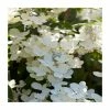 10 - 15cm Hydrangea paniculata 'Polestar' (R) | 9cm Pot -June Plants Sales Store PL9239125 main image e63a