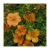 10 - 15cm Potentilla fruticosa 'Orang'issima' | 9cm Pot -June Plants Sales Store PL9239128 main image 1eee