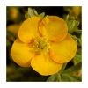 10 - 15cm Potentilla fruticosa 'Solar'issima' | 9cm Pot -June Plants Sales Store PL9239129 main image 12fe