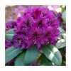 Rhododendron x hybrid 'Polar Night' | 7.5L Pot -June Plants Sales Store PL9239142 main image 6862