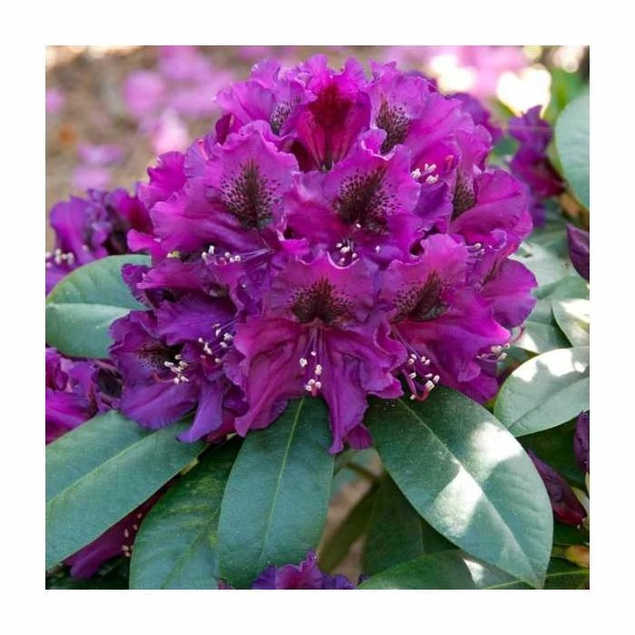 Rhododendron x hybrid 'Polar Night' | 7.5L Pot 3 Rhododendron x hybrid 'Polar Night' | 7.5L Pot