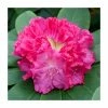 1ft Evergreen Rhododendron 'Germania' | 7.5L Pot 1 1ft Evergreen Rhododendron 'Germania' | 7.5L Pot -June Plants Sales Store PL9239143 main image 82a8