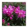 1ft Evergreen Rhododendron 'Graziella' | 7.5L Pot -June Plants Sales Store PL9239144 main image b776