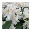 2ft Rhododendron 'Madame Masson' | 7.5L Pot -June Plants Sales Store PL9239147 main image 12e0