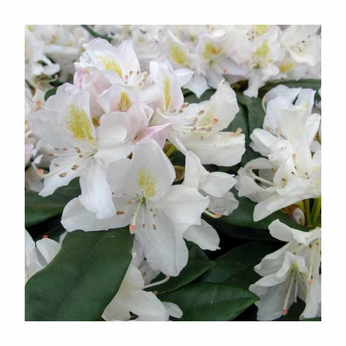 2ft Rhododendron 'Madame Masson' | 7.5L Pot 3 2ft Rhododendron 'Madame Masson' | 7.5L Pot