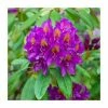 2ft Rhododendron 'Libretto' | 7.5L Pot 1 2ft Rhododendron 'Libretto' | 7.5L Pot -June Plants Sales Store PL9239149 main image 5f1e