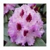 2ft Rhododendron 'Peter Alan' | 7.5L Pot -June Plants Sales Store PL9239150 main image 380a