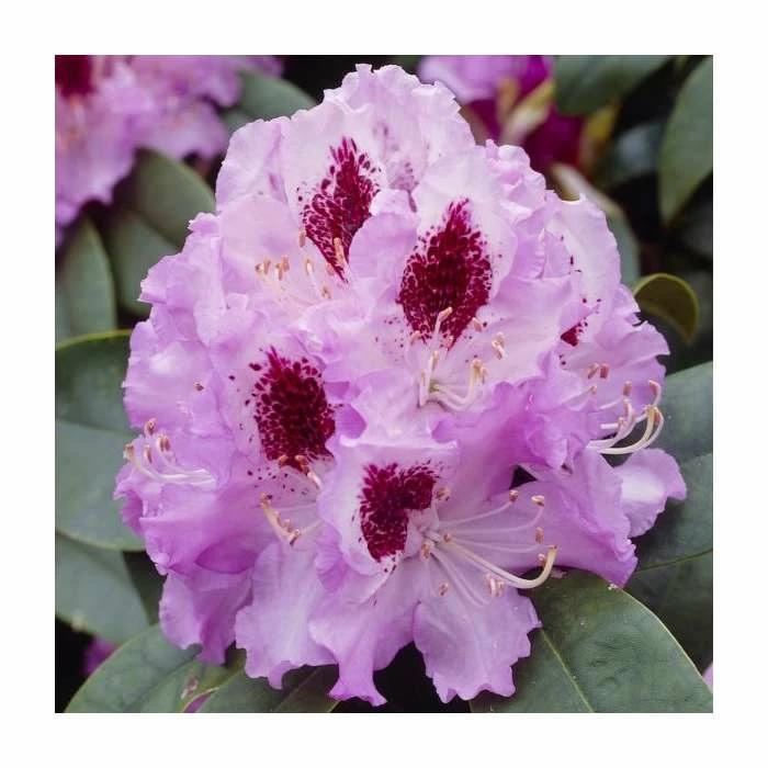 2ft Rhododendron 'Peter Alan' | 7.5L Pot 3 2ft Rhododendron 'Peter Alan' | 7.5L Pot