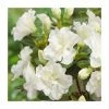 Evergreen Azalea 'Snow Pearl' | 3L Pot 1 Evergreen Azalea 'Snow Pearl' | 3L Pot -June Plants Sales Store PL9239151 main image 5deb