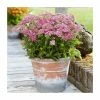 Achillea 'Milly Rock Pink' | 3L Pot -June Plants Sales Store PL9239156 main image 9e62