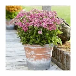 Achillea 'Milly Rock Pink' | 3L Pot