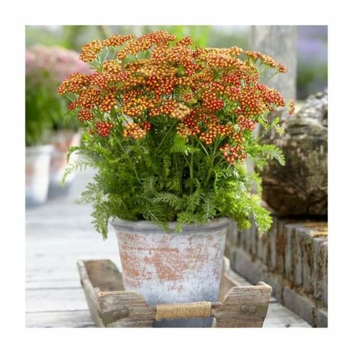 Achillea 'Milly Rock Red' | 3L Pot -June Plants Sales Store PL9239157 main image c681