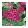 Achillea millefolium 'New Vintage Red' | 3L Pot -June Plants Sales Store PL9239160 main image ba71