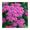 Achillea millefolium 'New Vintage Rose' | 3L Pot -June Plants Sales Store PL9239161 main image bed8