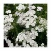 Achillea millefolium 'New Vintage White' | 3L Pot -June Plants Sales Store PL9239163 main image a174