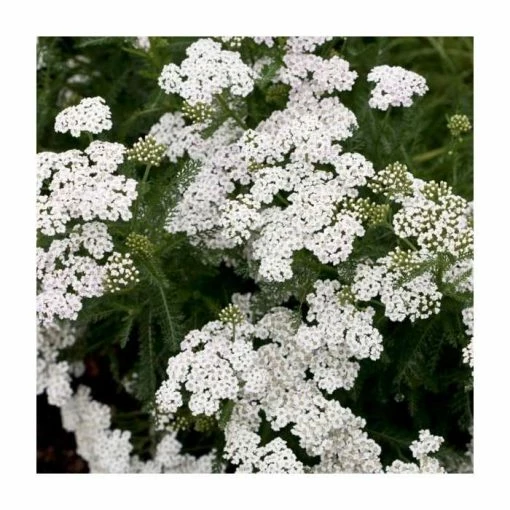 Achillea millefolium 'New Vintage White' | 3L Pot 1 Achillea millefolium 'New Vintage White' | 3L Pot -June Plants Sales Store PL9239163 main image a174