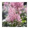 Astilbe x arendsii 'Amerika' | 3L Pot 2 Astilbe x arendsii 'Amerika' | 3L Pot -June Plants Sales Store PL9239164 main image 45ef